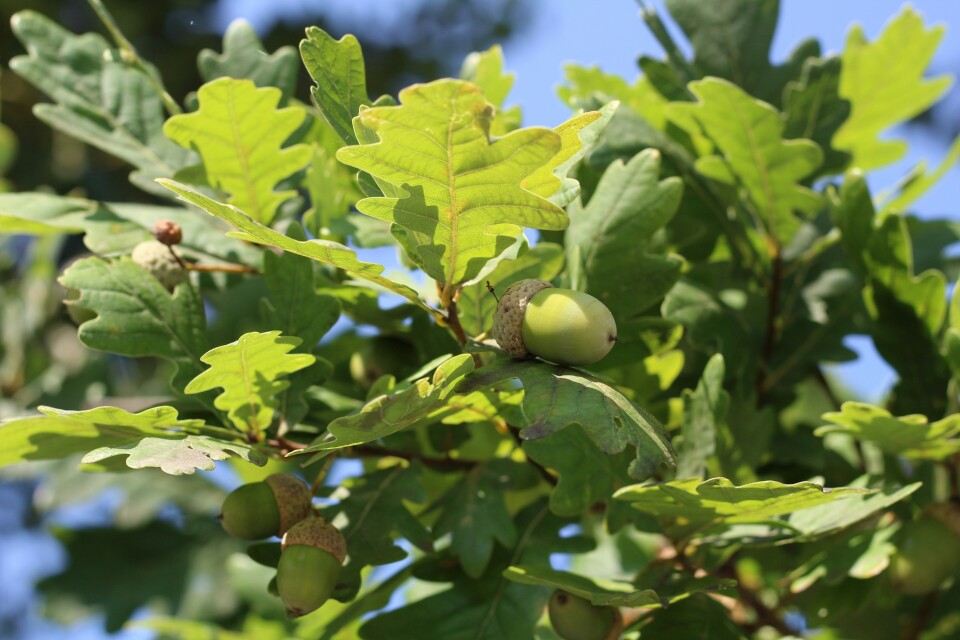 Oaktree leaves with acorns