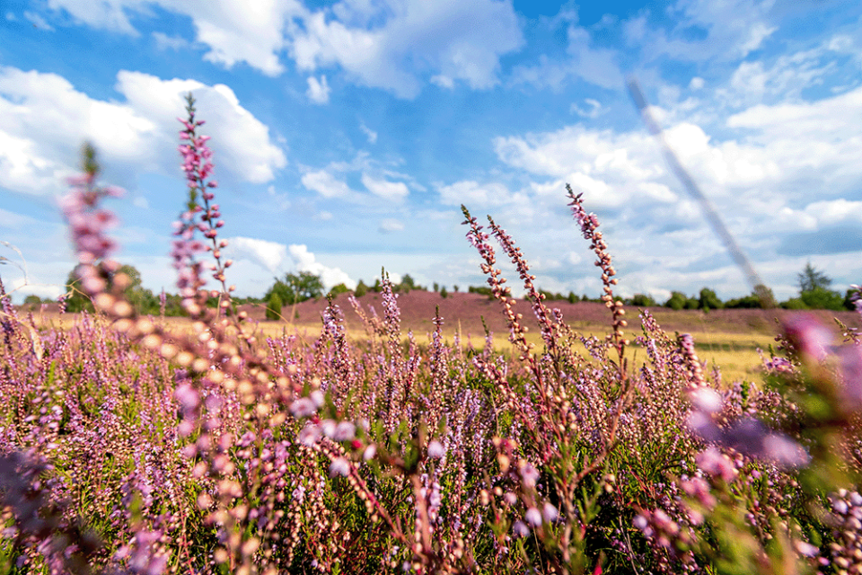Purple heather with blue sky