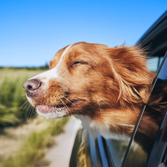 Dog with its head out of the window