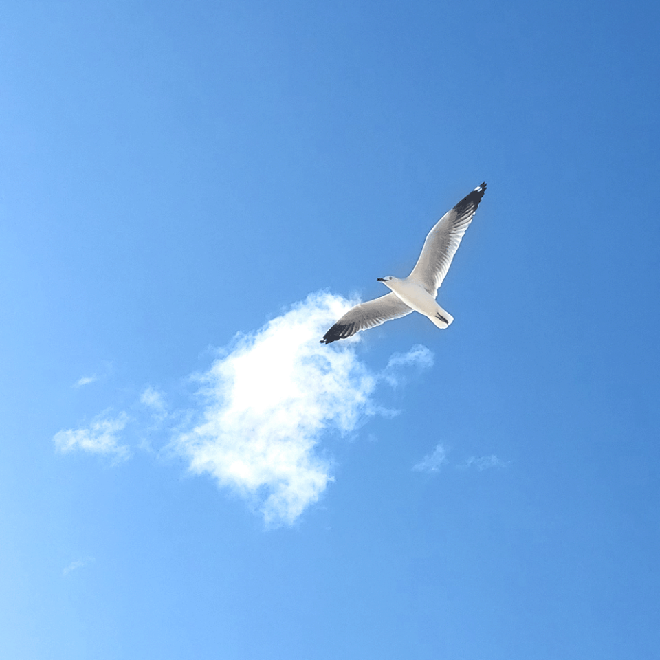 Bird blue sky